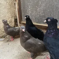 ۲ جفت زاغ آبادان و قهوه ای آبادانی|پرنده|کرج, عظیمیه|دیوار