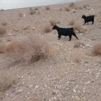 بز ترکی|حیوانات مزرعه|خضر آباد, |دیوار