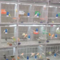 قناری رد فاکتور ، موزائیکی ، پرستار (جفت و تک)