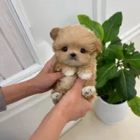 (پودل کراس عروسکی) maltipoo