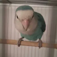 دوعدد طوطی برزیلی نروماده|پرنده|ارومیه, |دیوار