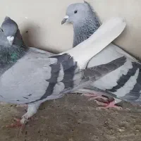 سبز  دم سفیدباجوجه معاوضه  دارم