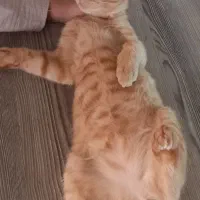 گربه ی رایگان|گربه|مشهد, انقلاب|دیوار