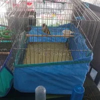 سهره جفتی قناری و سهره جوجه سال مست فوق استسنایی