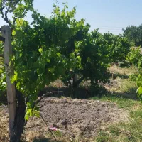 فروش باغ انگور/حسن آباد