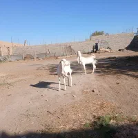 فروش یه بزغاله نر وماده گلابی اصیل