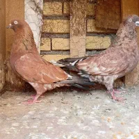 نروماده درجه یک