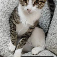 واگذاری رایگان بچه گربه