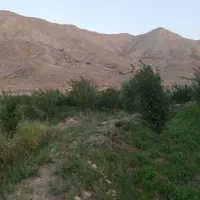 دوتا حیون محدوه بهشتی باخت خوردن یه خال دم یه طوقی