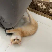 بریتیش گلد کد ۱۲