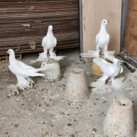 کبوتر|پرنده|تبریز, |دیوار