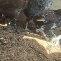 جوجه مرغ محلی