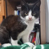 واگذاری سرپرستی گربه