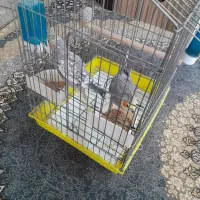 عروس‌هلندی