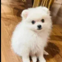 سگ پامر عروسکی ۲ ماهه