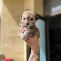 عروسکی هاپویی ناناز