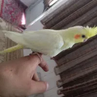 عروس هلندی|پرنده|بروجرد, |دیوار