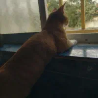 گربه نژاد پرشین. DSH پنج ماهه نر