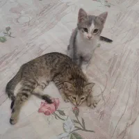 گربه|گربه|بندر انزلی, انصار الحسین|دیوار