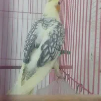 طوطی عروس هلندی رام نژاد لوتینو و لوتینو دو کت|پرنده|کلاردشت, |دیوار