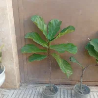 فیکوس لیراتا