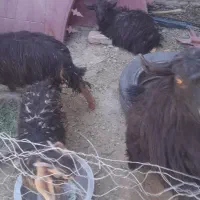 الکی مزاحم نشید