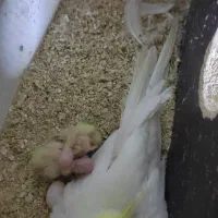 عروس هلندی ،کوتوله،مرغ عشق انگلیسی،فیشر|پرنده|مرند, |دیوار