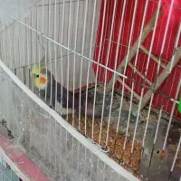 دو جفت عروس هلندی مولد|پرنده|مشهد, انقلاب|دیوار