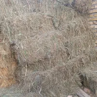 علوفه
