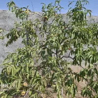 فروش زمین ۵۰۰ متری در کنویست