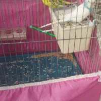 مرغ عشق جفت با قفس