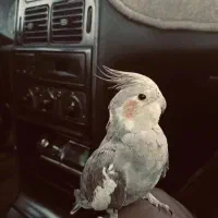 عروس هلندی نر