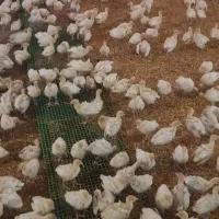 نیمچه بوقلمون بیوتی 40 روزه