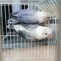 کتوله جوجه tootiبالغ  مولد100