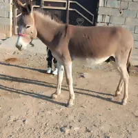 خر ،الاغ ،اسب