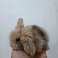 بچه خرگوش لپ