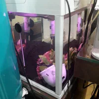 آکواریوم شیک