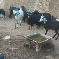 چهل راس بز جوان|حیوانات مزرعه|اهر, |دیوار