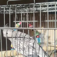 عروس هلندی|پرنده|قرچک, زیبا شهر|دیوار