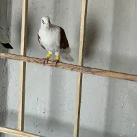 کبوتر پشدار|پرنده|قزوین, |دیوار