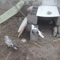 کبوتر نروماده
