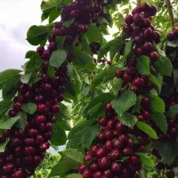 انواع نهال خاص و کمیاب|خدمات باغبانی و درختکاری|سیرجان, |دیوار