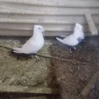 کفتر سالم|پرنده|تهران, بیسیم|دیوار