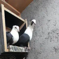 انگشتر طرح کله سفید