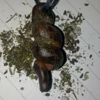 هبهاب|جواهرات|شهرکرد, |دیوار