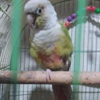 شادگان|پرنده|شادگان, |دیوار