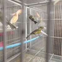 قناری تک و تعداد قناری رسمی قناری پرستار سهره خاکی|پرنده|اصفهان, دهنو|دیوار