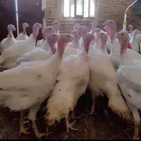 فروش بوقلمون زنده هرکدام 1/500/000|حیوانات مزرعه|سیرجان, |دیوار