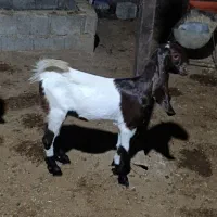 کهره نر و ماده|حیوانات مزرعه|چغادک, |دیوار