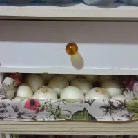 جا سیبزمینی پیاز